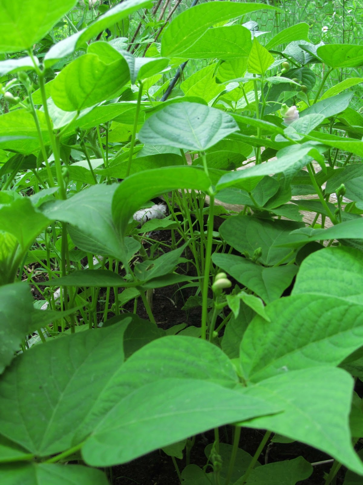 Rise and Shine: Useful Tips for Northern Gardeners