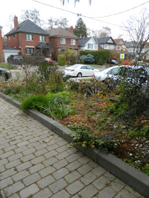 Bedford Park Toronto Fall Front Yard Cleanup Before by Paul Jung Gardening Services Inc.--a Toronto Gardening Company Bedford Park Toronto Fall Front Yard Cleanup Before by Paul Jung Gardening Services Inc.--a Toronto Gardening Company