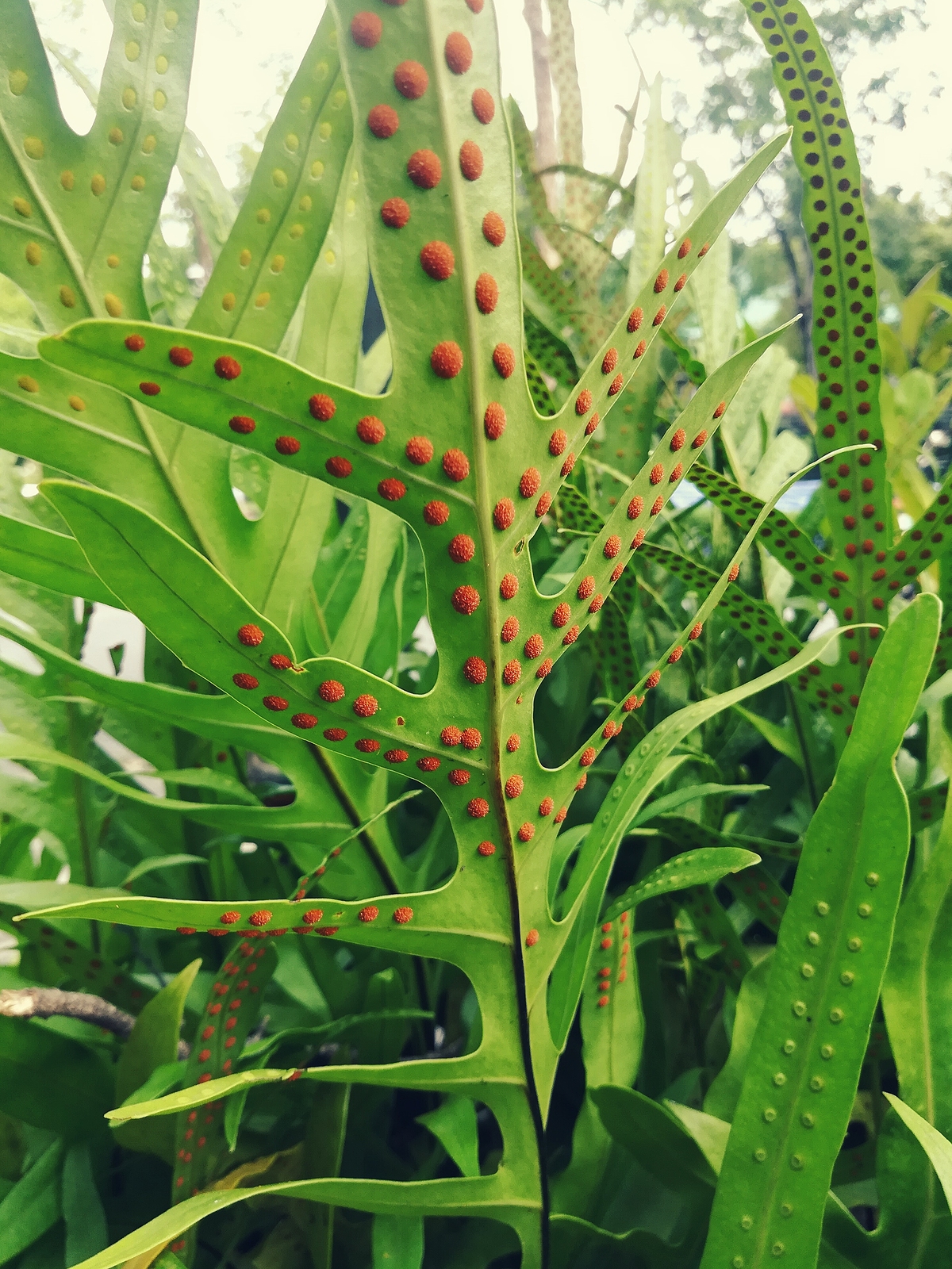 Asexual Reproduction MooMooMath and Science