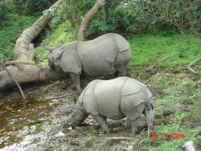Chitwan National Park Wildlife Safari