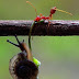 نملة تنقذ حلزون من السقوط
