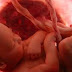 Η ανάπτυξη του εμβρύου σε 22 εκπληκτικές εικόνες