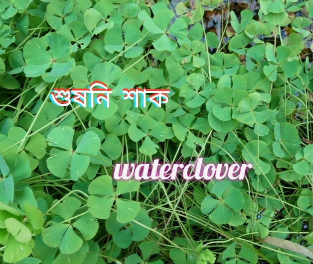 শুষনি শাক / Waterclover