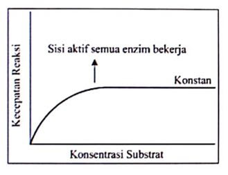 Perhatikan Grafik Hubungan Kecepatan Reaksi Dengan Konsentrasi Substrat Pada Reaksi Enzimatis Berikut Berdasarkan Data Pada Grafik Dapat Disimpulkan Bahwa Blog Pak Pandani