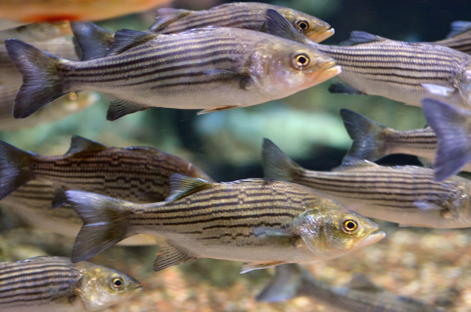 Virginia Fishes Striped bass and striper hybrids in our James River