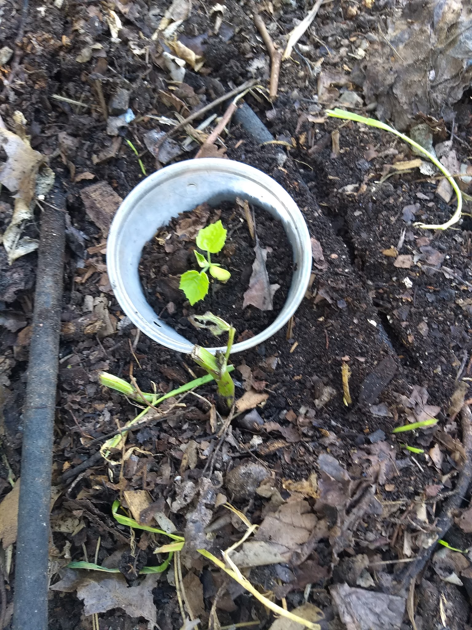 The Scientific Gardener Plant Collars