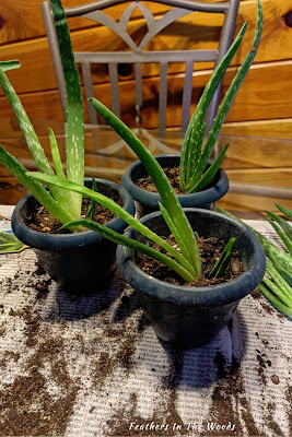 Baby aloe plants in small pots