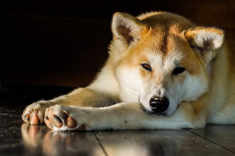 İlgini Çek Dünyanın En Pahalı Köpeği TOP10