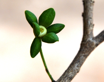 flora andhrika plant wealth of andhra pradesh india part i introduction gymnosperms nymphaeales to asparagales flora andhrika plant wealth of andhra