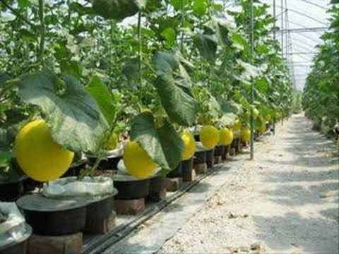 Cara Menanam Melon Dalam Pot Tabulampot Melon Panduan Cara Bertanam