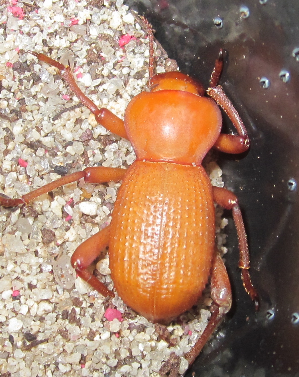 Cryptoglossamuricata%25235.JPG