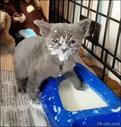 Funny Kitten GIF • Clumsy kitty swimming in his milk bowl. OMG, what a messy baby, haha [ok-cats.com]