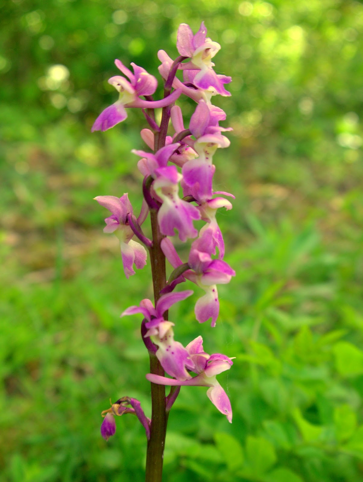 Peter Lovett's ramblings Four native orchid species in flower this afternoon on the South Downs