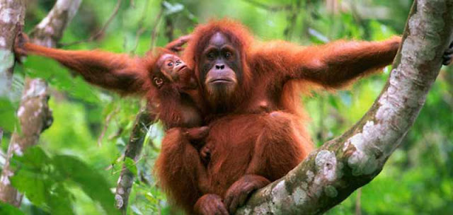 orang utan di pohon ulin