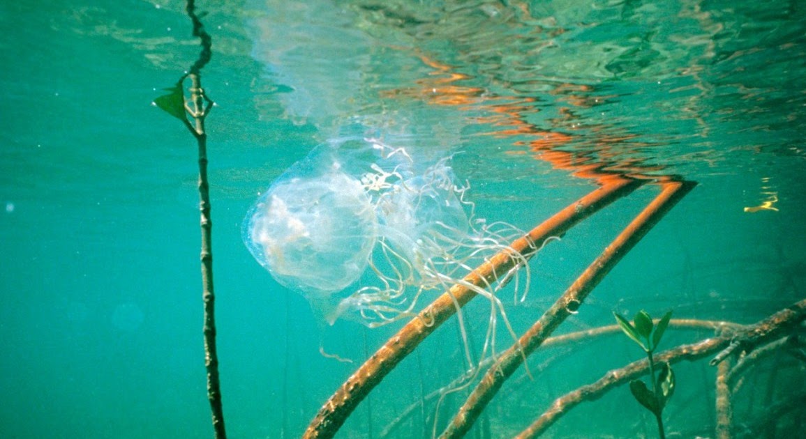 Deadly Box Jellyfish Danger A Widespread Problem