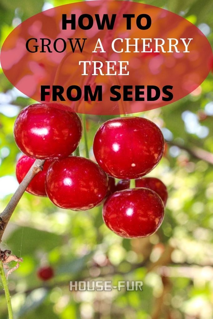 HOW TO GROW A CHERRY TREE FROM SEEDS