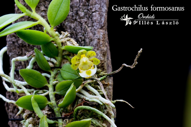 Gastrochilus formosanus