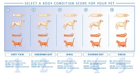 This chart shows you what a pet should look like at an ideal weight.