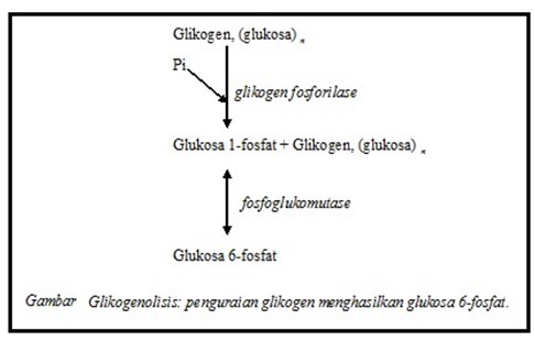 Pengertian, Ciri-ciri, Fungsi dan Prosesnya Pada Metabolisme - Biologi