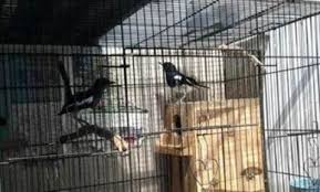 Cara Mudah Ternak Burung Kacer Biar Cepat Bertelur