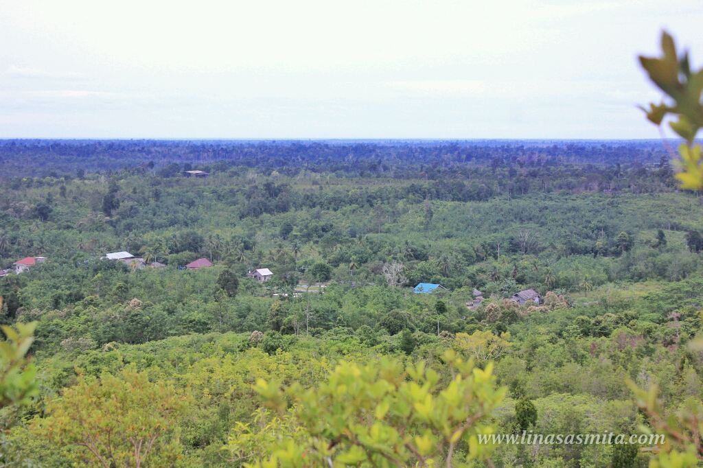 Menakjubkan 30 Lukisan Pemandangan Hutan Gundul Pemandangan Indah Sekali