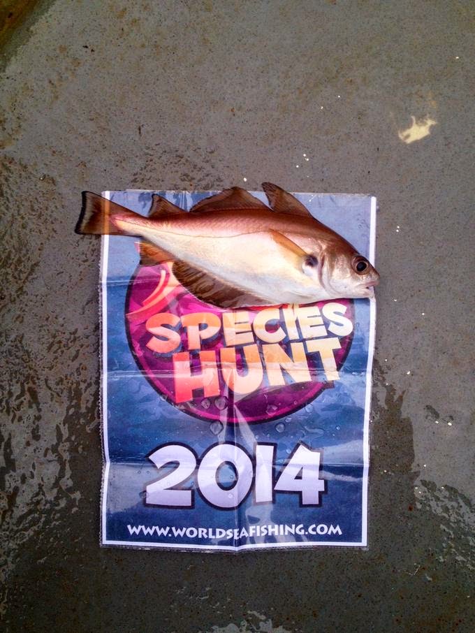 Fishing Jersey Channel Islands WSF Species Hunt Boat 2014