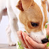 DOG FOOD: 5 VEGETABLES FOR BENEFICIAL DOGS FOR HIS HEALTH