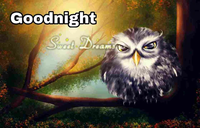 owl Good Night Image