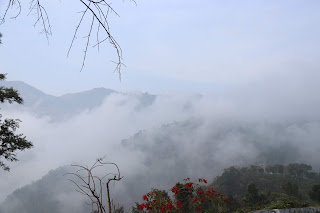 Photo of Among the Gaurs at Kotagiri 14/71 by Balachandra