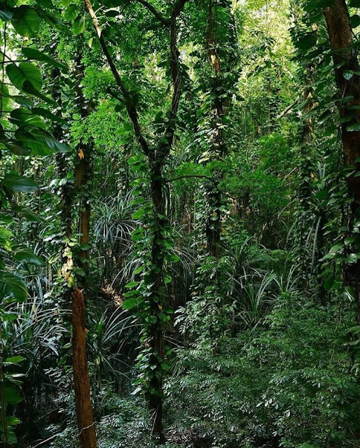 රාජකීය වන උද්‍යානය - උඩවත්ත කැලේ , මහනුවර 🍃🌳🎍 ( Royal Forest Park - Udawattakele ) - Your Choice Way