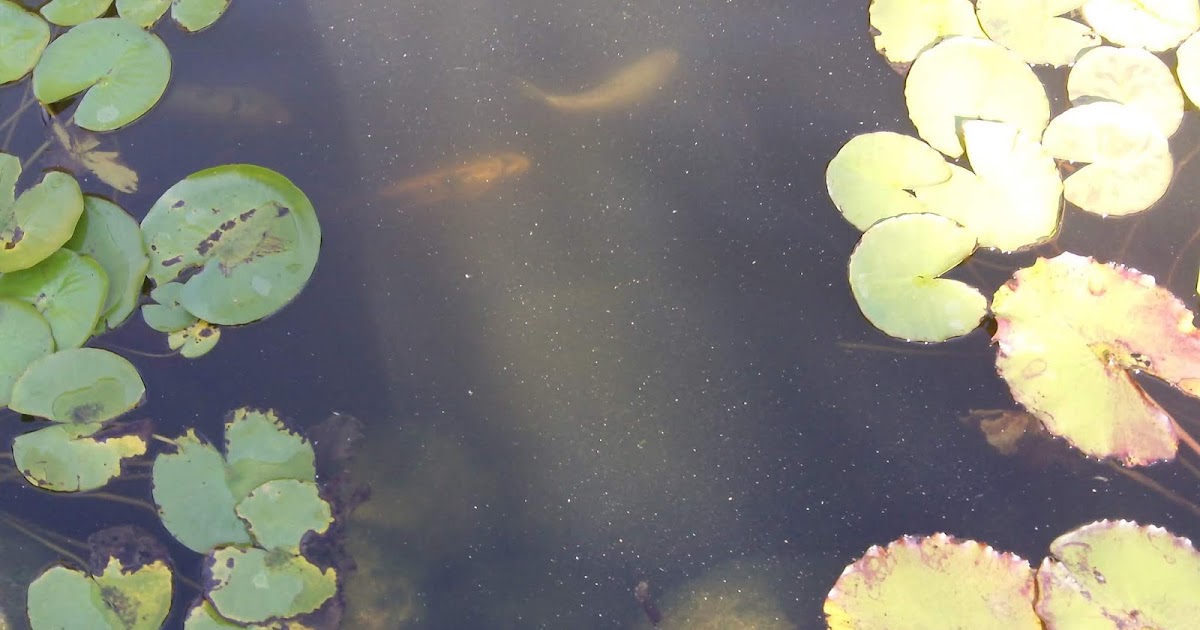 Why Is Your Pond Water Cloudy?