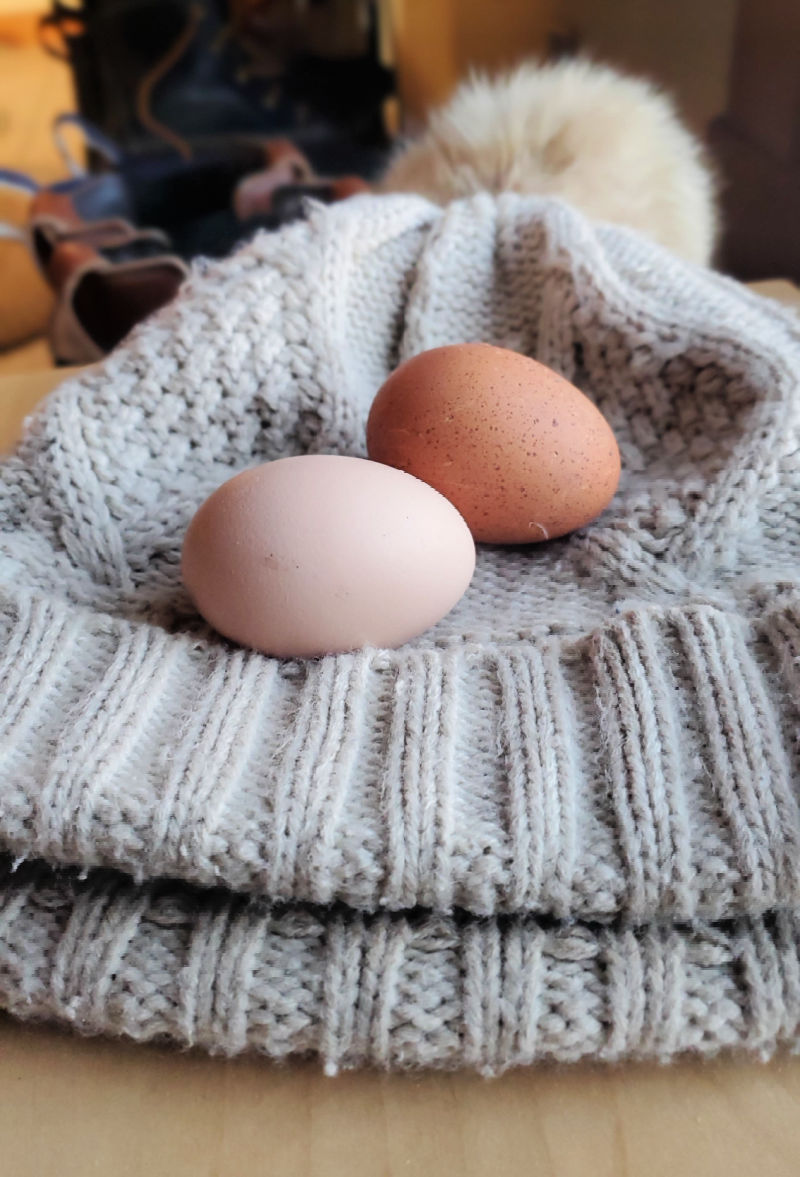 How to Keep Your Chickens Laying Eggs Through the Winter Fresh Eggs