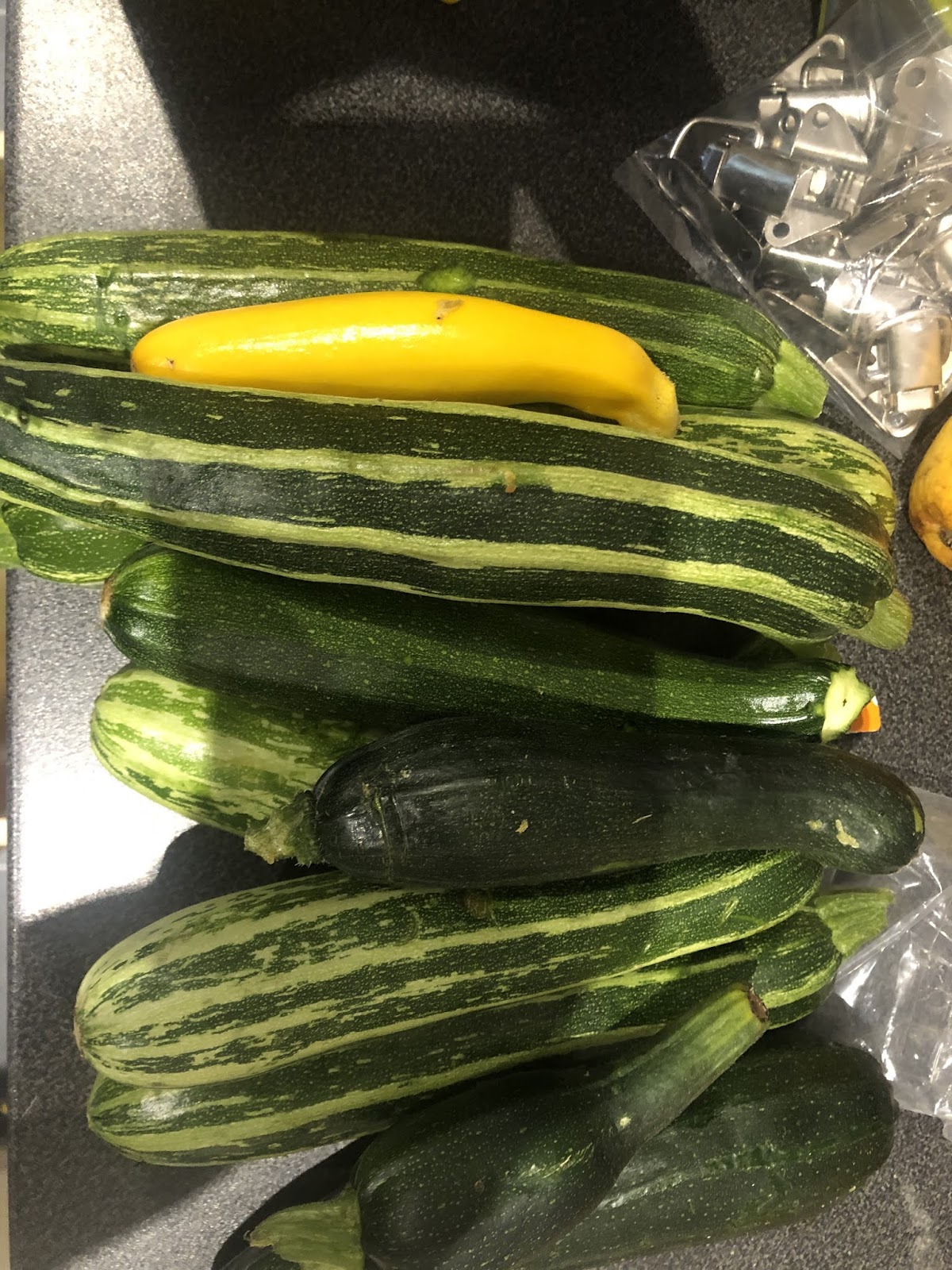 Warman's Allotment Blog 12A A few courgettes