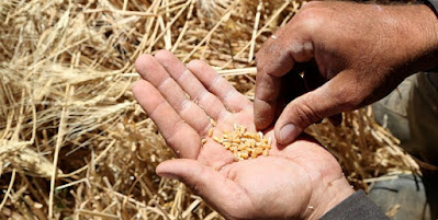 Wheat Seeds Offered by US Contain Harmful Worm Infection