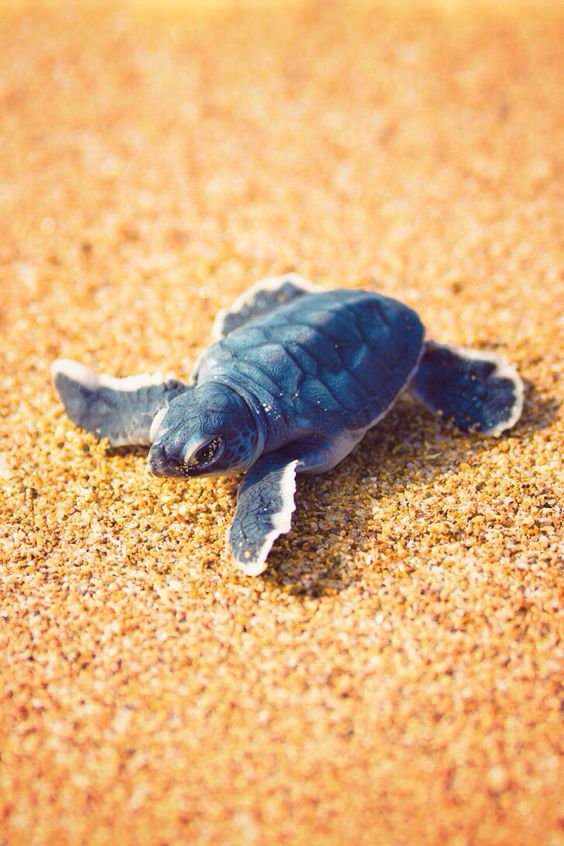 20 Of the Beautiful and Cute Baby Sea Turtle Pictures that Will