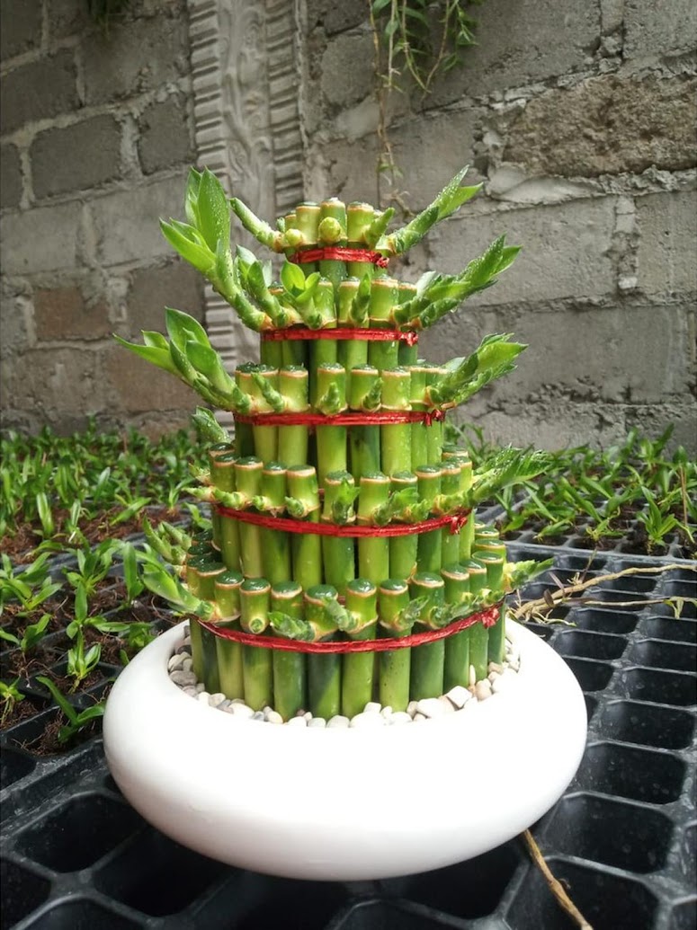 Bambu Hoki 5 susun pagoda susun 5 Kendari