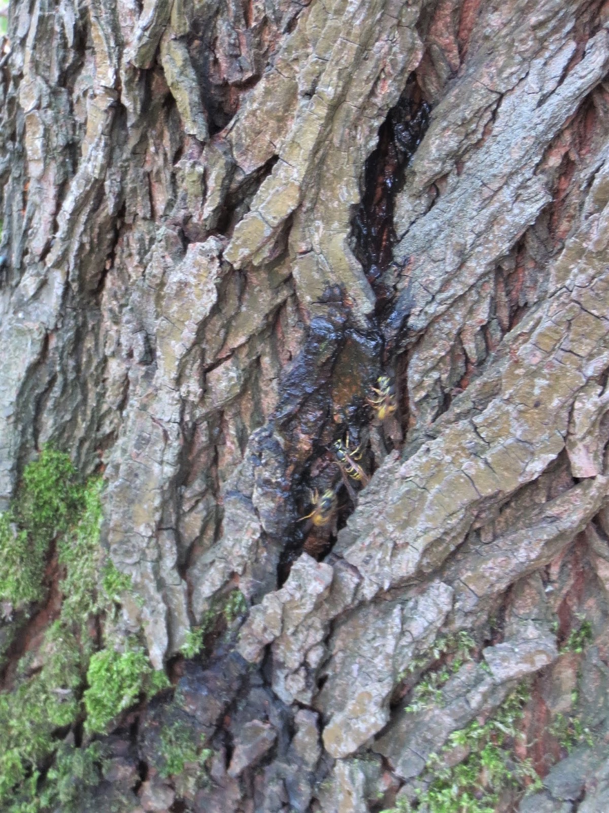 Abington Naturewatch Wych Elm tree 'oozing' liquid