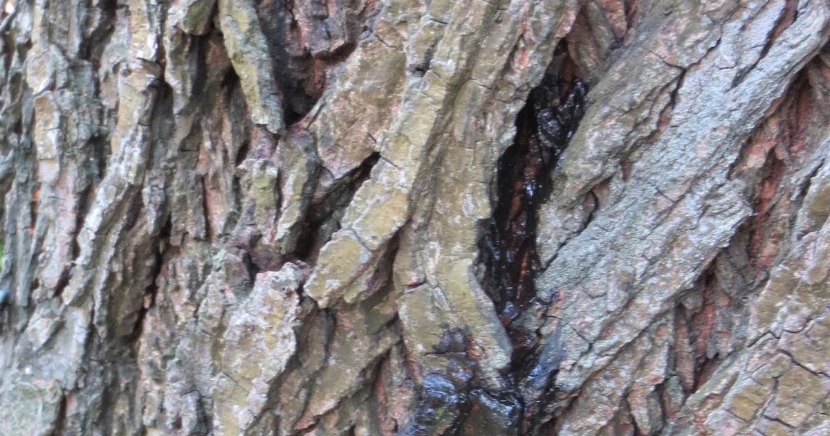 Abington Naturewatch Wych Elm tree 'oozing' liquid