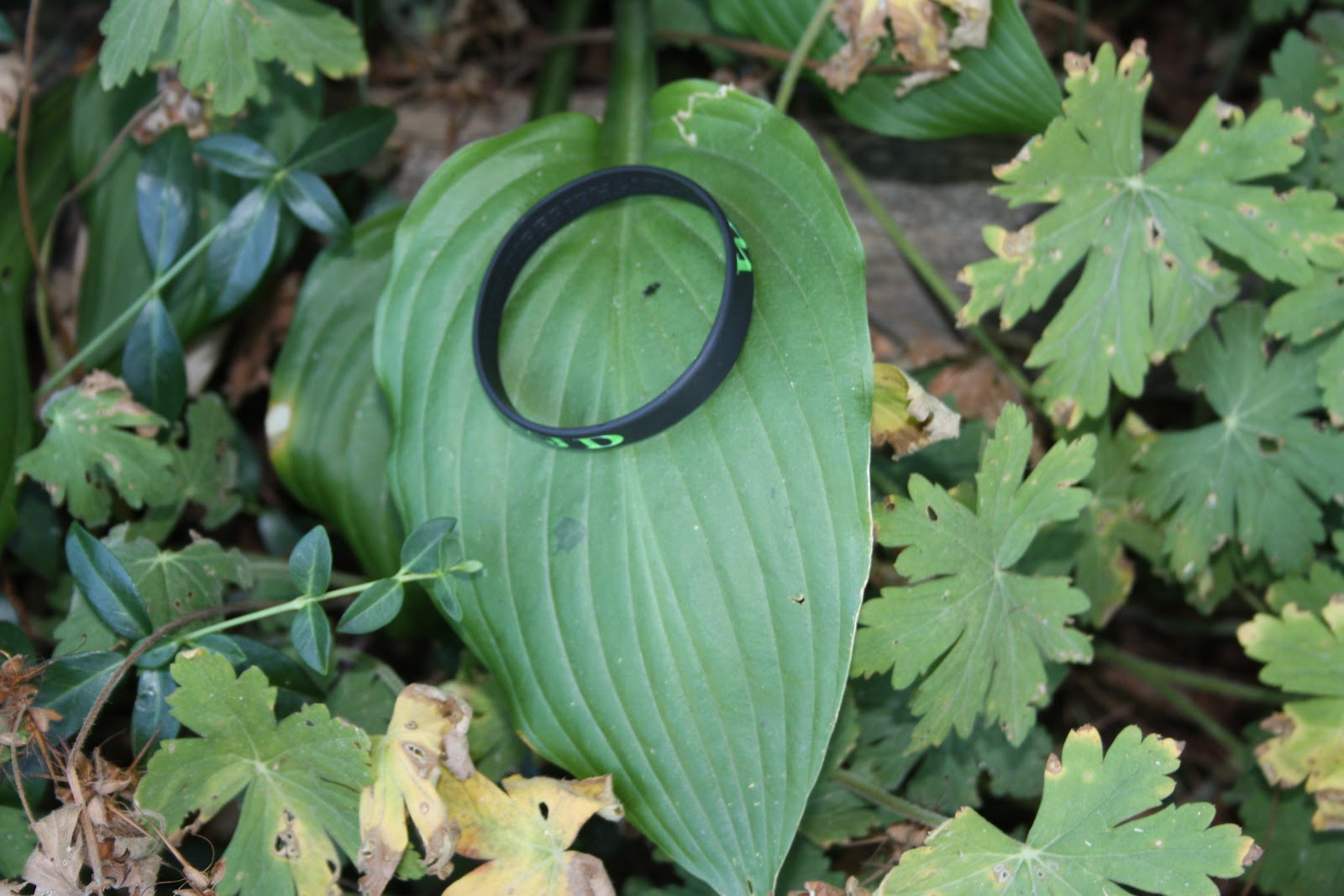 AP Bio Blog 2012 Cuticle Layer of a Plant