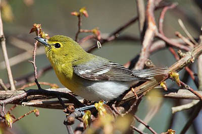 Photo of Yellow-throated Vireo in vine