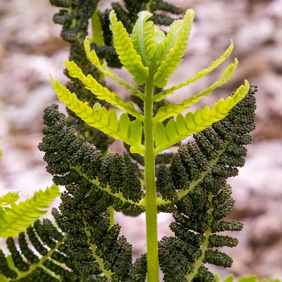 Interrupted Fern (Claytosmunda claytoniana)