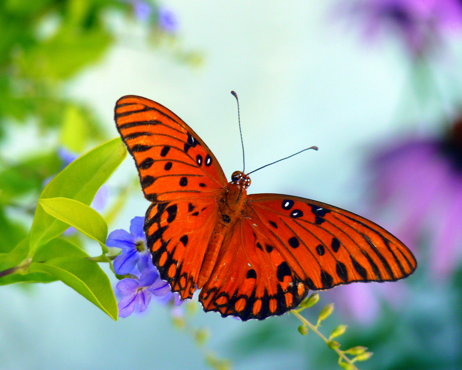 My Florida Backyard Orange Wings