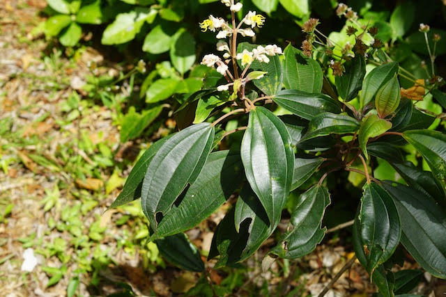 Flora de Puerto Rico Ilustrada Papo Vives Melastomataceae Miconia