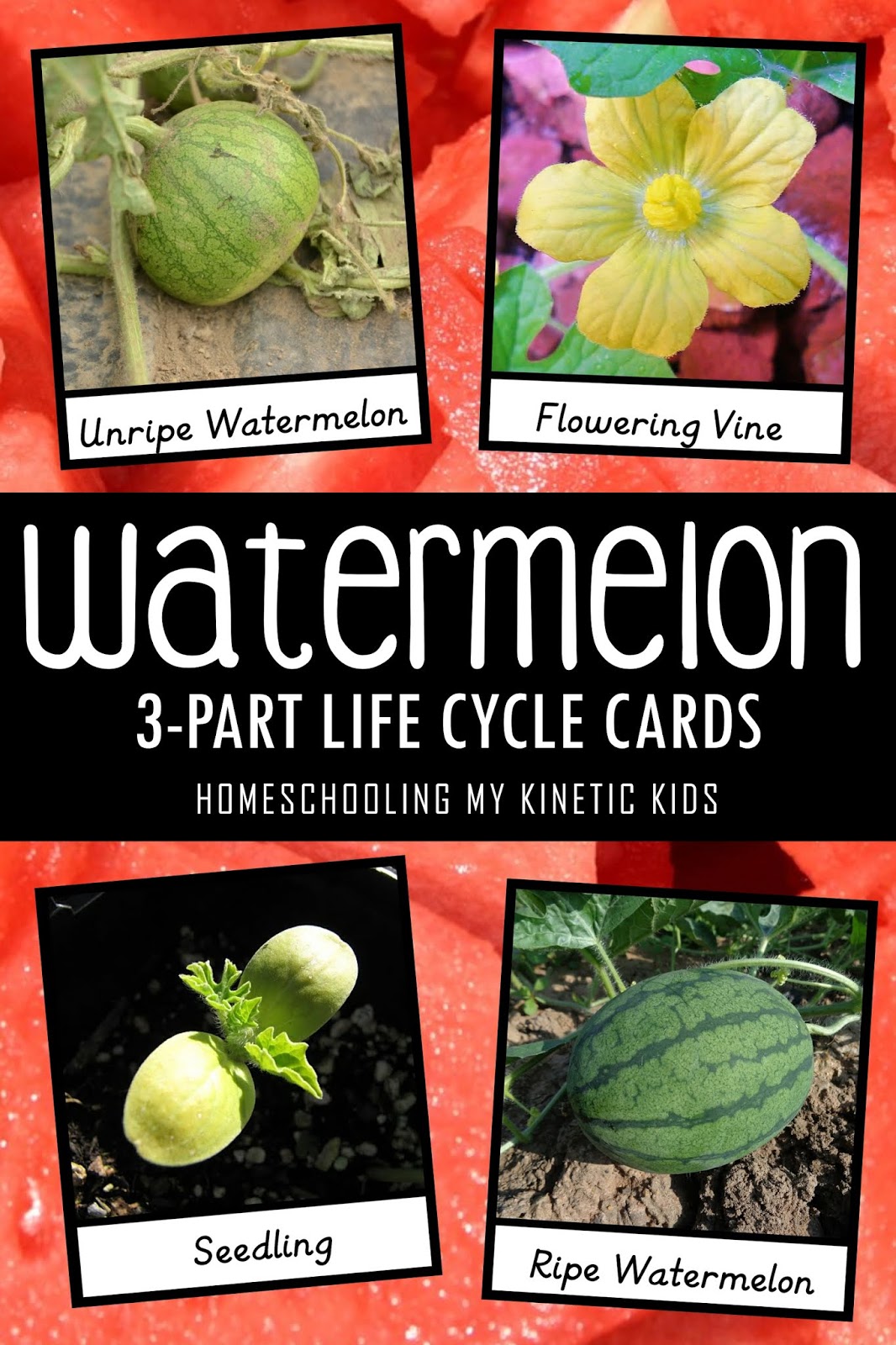 Watermelon Life Cycle 3-Part Cards