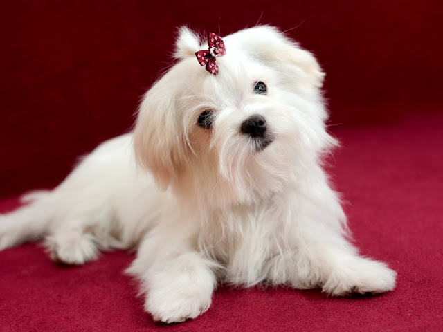 Maltese