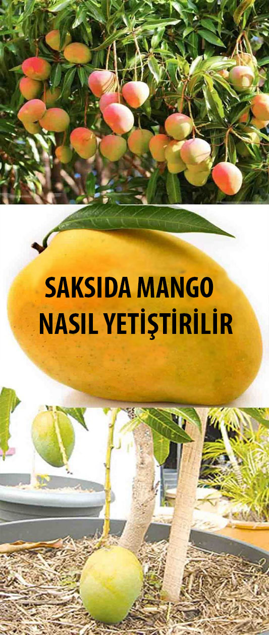 Mango Agaci Saksida Nasil Yetistirilir Yesil Parmak
