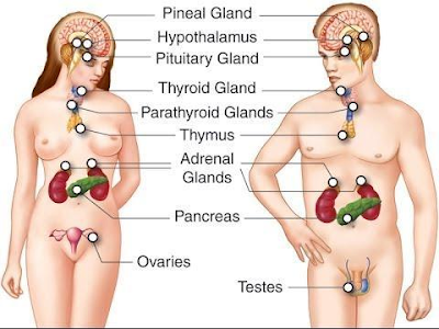 Gambar  . Sistem Endokrin pada manusia