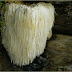 Lion's Mane (Hericium Erinaceus) by DXN