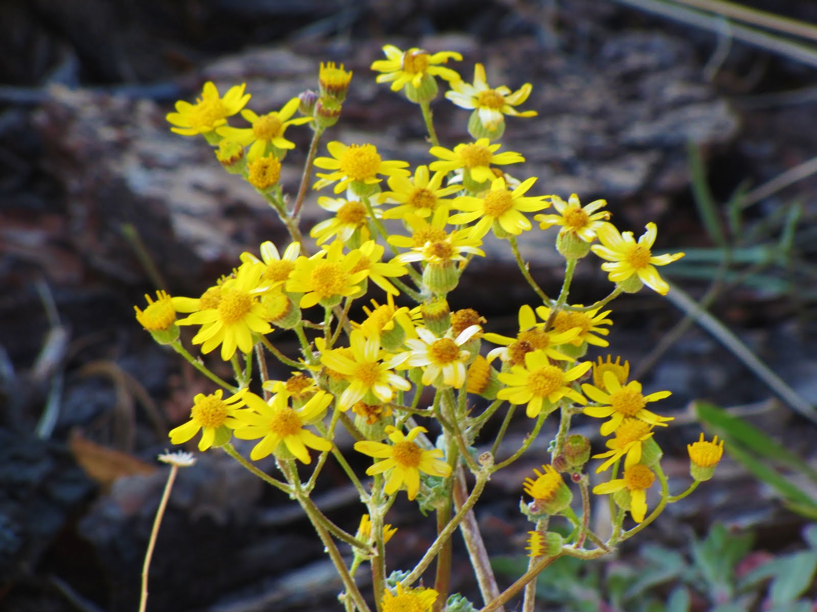 Las Aventuras: Flowers on Mt. Lemmon