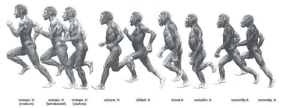 Space Healer: Evolution